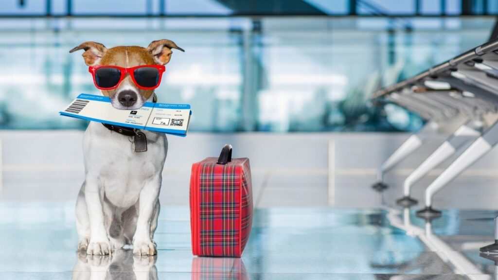 Pet avião no aeroporto