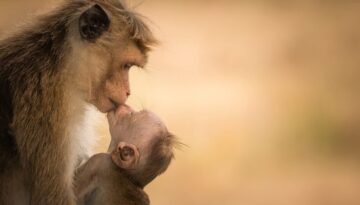 Macaco Toque com seu filho
