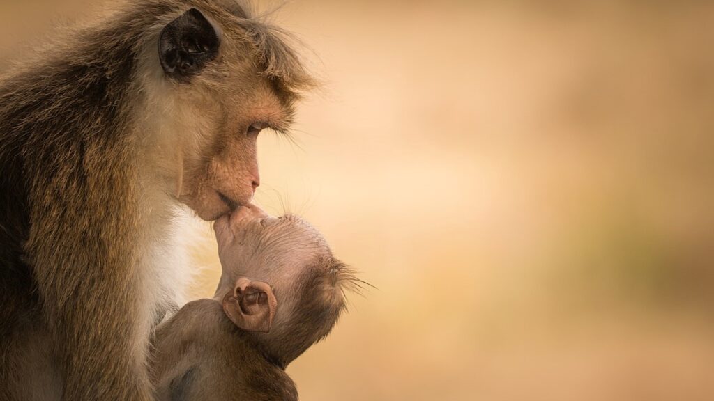 Macaco Toque com seu filho