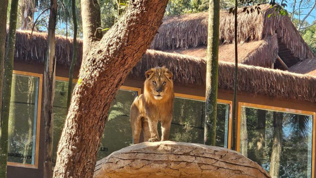 Zoológicos pelo Mundo