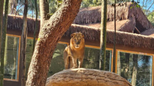 Descubra como Visitar os Melhores Zoológicos do Mundo