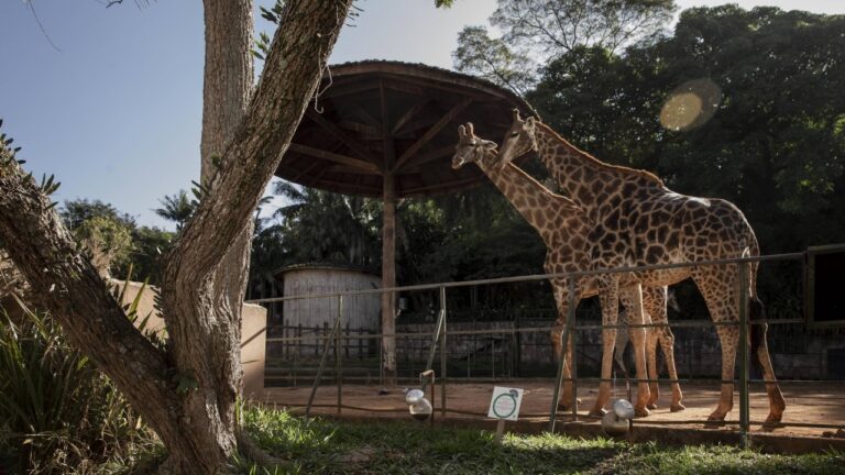 O Guia de Zoológicos e Aquários do Brasil 2026: Conservação, Lazer e Dicas Práticas para o Viajante